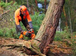 Trusted Norwich, NY Tree Removal and Landscaping Services Experts